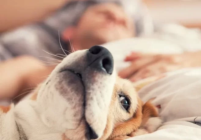 dog-sharing-bed-pro